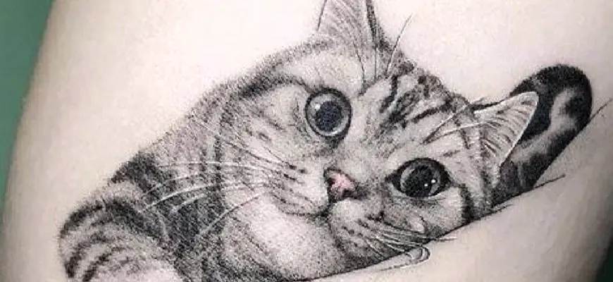 Тату кот британец
