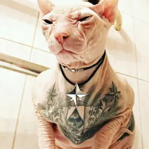 Татуированный кот сфинкс