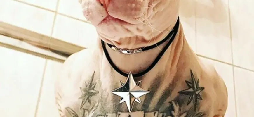 Татуированный кот сфинкс