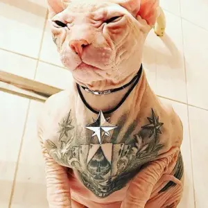 Татуированный кот сфинкс