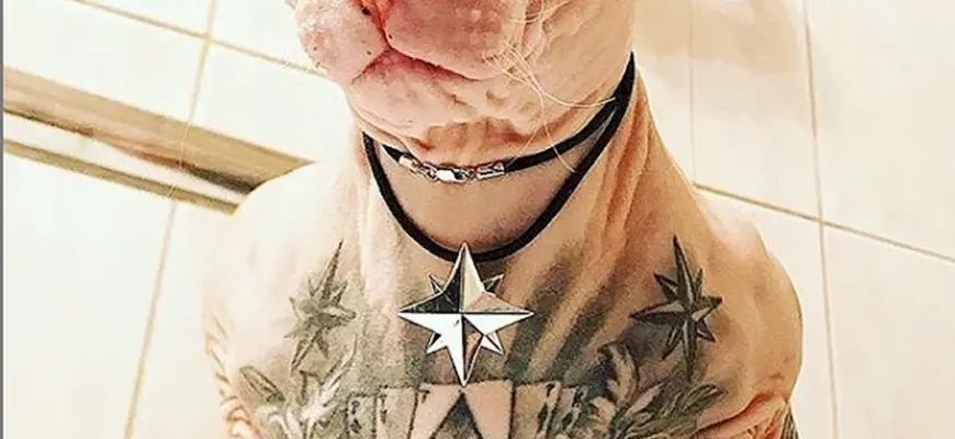 Татуированный кот сфинкс